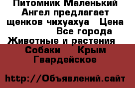 Питомник Маленький Ангел предлагает щенков чихуахуа › Цена ­ 10 000 - Все города Животные и растения » Собаки   . Крым,Гвардейское